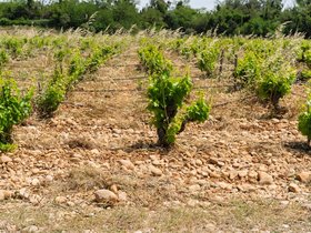 0528 Chateauneuf-du-Pape